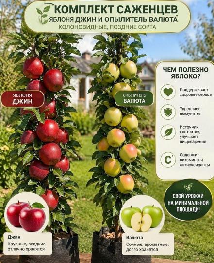 Яблоня колоновидная Джин и Валюта 2 саженца