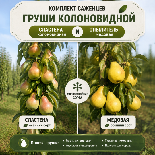 Груша колоновидная  Сластена и опылитель МЕДОВАЯ